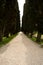 Avenue of Cypress trees in Aquileia, Italy