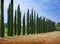 Avenue of cypresses. Italy. Tivoli.Landscape in a sunny day