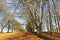 Avenue of deciduous trees in winter