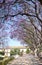 Avenue of flowering acacias