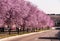 Avenue with flowering trees