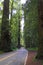 Avenue of the Giants, Coast Redwoods at Humboldt State Park, UNESCO World Heritage Site, Northern California, USA