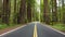 Avenue of Giants in Humboldt, California