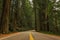 Avenue of the Giants road through the Redwoods