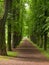 An avenue, idyllic landscapes planted by humans