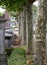 Avenue of London plane trees with textured bark, amongst gravestones at historic Victorian Willesden Jewish cemetery, London UK