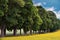 Avenue of maple trees