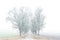 Avenue of maple trees in fog