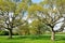 Avenue of Oak Trees