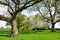 Avenue of Oak Trees