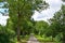 Avenue of Oak Trees in Bunwell, Norfolk, UK