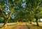 Avenue of oak trees in Harvington Park, Beckenham, Kent. The path has mature oak trees on either side