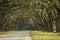 Avenue of oaks in American deep south