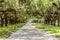 Avenue of Oaks at Boone Hall Plantation