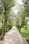 Avenue of olive trees