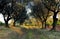 Avenue of Olive Trees through a Vine Yard