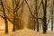 Avenue of plane trees in winter, lighted lanterns