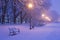 Avenue of plane trees in winter, lighted lanterns