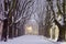 Avenue of plane trees in winter, lighted lanterns