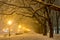 Avenue of plane trees in winter, lighted lanterns