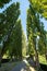 Avenue of poplar trees at Jardin du Plessis Sasnieres in the Loire Valley, France. Photographed during the heatwave in July 2022.