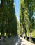 Avenue of poplar trees at Jardin du Plessis Sasnieres in the Loire Valley, France. Photographed during the heatwave in July 2022.