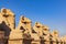 Avenue of the Rams Headed Sphinxes at the Karnak Temple complex in Luxor