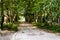 Avenue - Road With Line Of Trees In Yalova City - Turkey