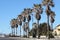 Avenue of royal palm trees