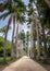 Avenue of Royal Palm Trees at Jardim Botanico Botanical Garden - Rio de Janeiro, Brazil