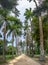 Avenue of Royal Palm Trees at Jardim Botanico Botanical Garden - Rio de Janeiro, Brazil