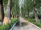 The avenue of shade trees in Summer Park is a road covered by tall, dense poplar trees.