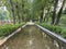 The avenue of shade trees in Summer Park is a road covered by tall, dense poplar trees.