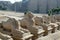 Avenue of sphinxes in the Precinct of Amun-Re (Karnak Temple Complex, Luxor, Egypt)