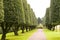 Avenue of trees