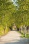 Avenue of trees along trail with cyclist