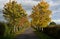 Avenue of trees in autumn color