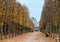 Avenue of trees in autumn leading to the Musee du Louvre in Paris France