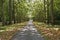 Avenue of trees in dappled light.