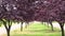 Avenue of trees with purple tree leaves on a sunny day. Prunus virginiana Shubert