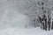 Avenue with trees during strong wind and snowstorm at winter in Moscow, Russia. Scenic view of a snowy city street