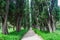 Avenue between two rows of poplars, Lazio, Italy