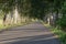 Avenue with young birch trees on summer