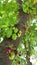 Averrhoa bilimbi is a fruit-bearing tree. It has nutritional value.