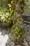 Averrhoa Bilimbi tree trunk with many green fruits in the shape of cucumbers. The evergreen Cucumber Tree, which produces fruits.