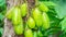 Averrhoa blimbi fruits hanging on the tree.