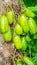 Averrhoa blimbi fruits hanging on the tree.