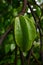 Averrhoa carambola fruit on a tree