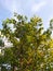 Averrhoa carambola fruit tree exposed to the sun