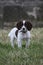 Avery cute small liver and white working type english springer spaniel pet gundog puppy